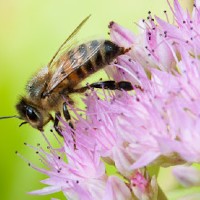 ΓΕΩΤ.Ε.Ε.: ΠΑΡΕΜΒΑΣΗ ΓΙΑ ΤΟ ΕΘΝΙΚΟ ΣΧΕΔΙΟ ΔΡΑΣΗΣ ΓΙΑ ΤΟΥΣ ΕΠΙΚΟΝΙΑΣΤΕΣ