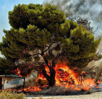ΓΕΩΤ.Ε.Ε.: ΑΝΑΚΟΙΝΩΣΗ ΣΧΕΤΙΚΑ ΜΕ ΤΙΣ ΠΡΟΣΦΑΤΕΣ ΔΑΣΙΚΕΣ ΠΥΡΚΑΓΙΕΣ